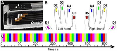 Comparison of fMRI Digit Representations of the Dominant and Non-dominant Hand in the Human Primary Somatosensory Cortex